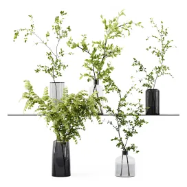 Collection indoor plants